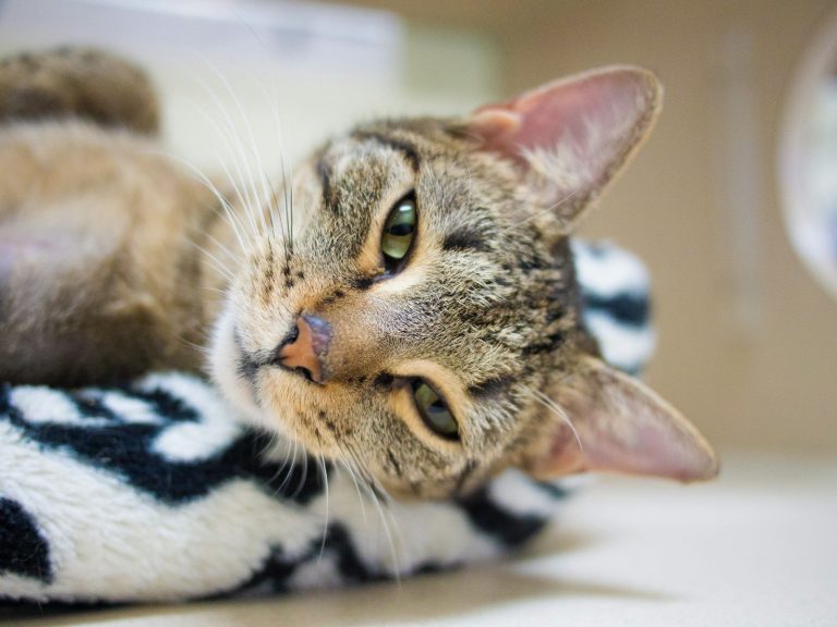brown tabby cat lying on white and black textile