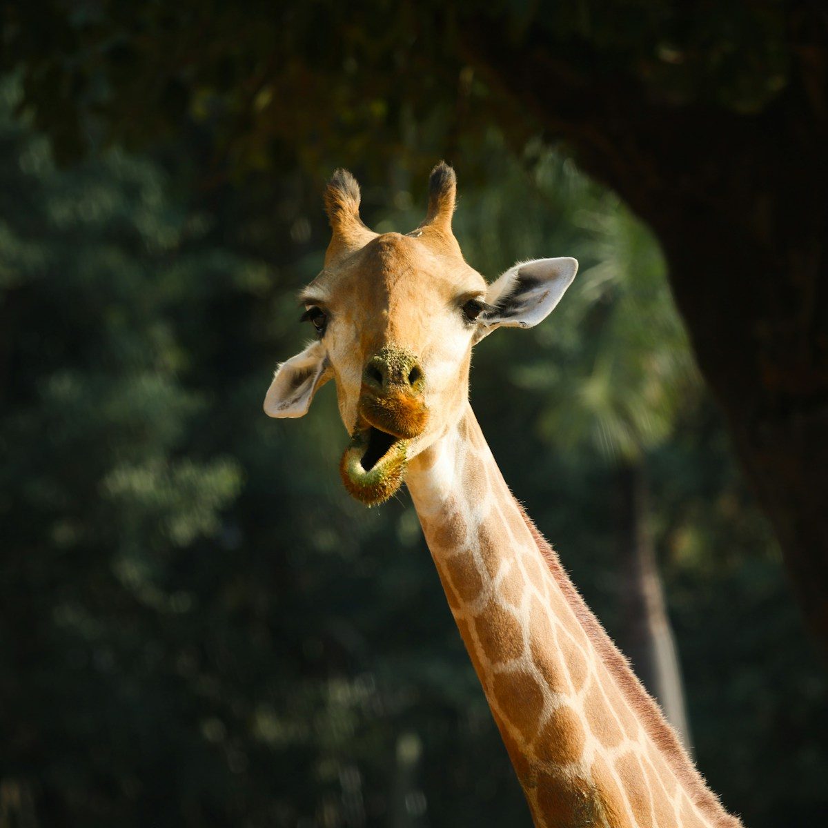 A giraffe with its mouth open against a blurred background